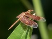 Neurothemis stigmatizans male (1 of 6)